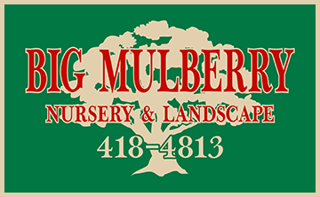 Big Mulberry